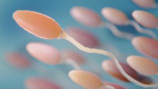 Study: Roundup Weed Killer Ingredient Found in Human Sperm